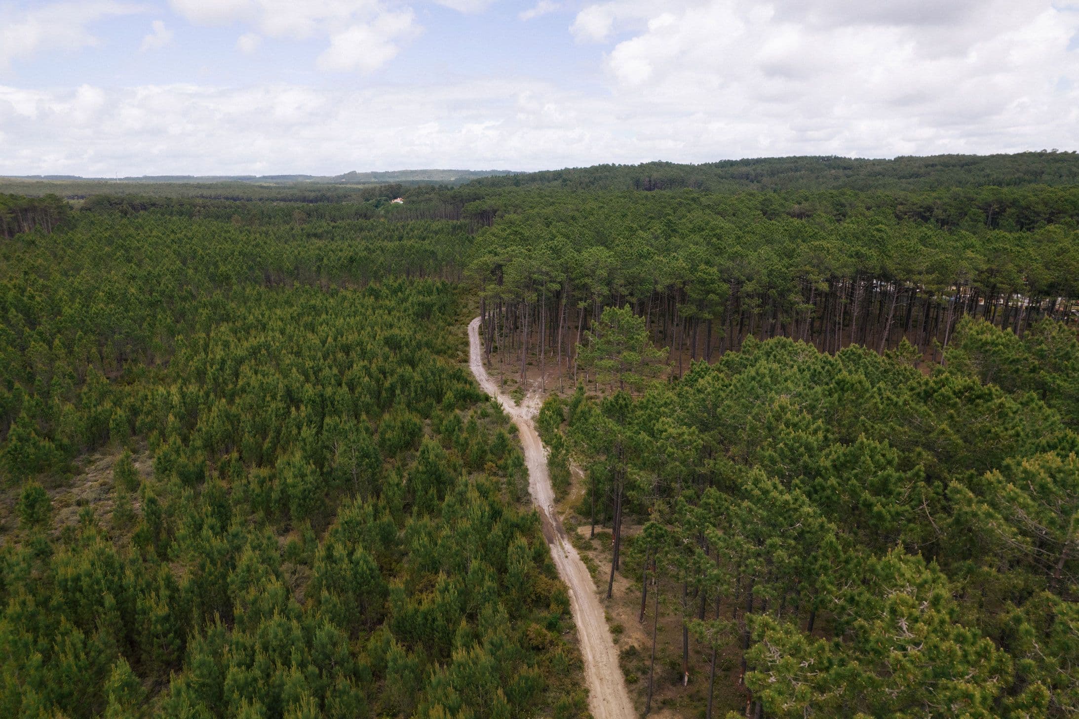 Terreno florestal com um caminho