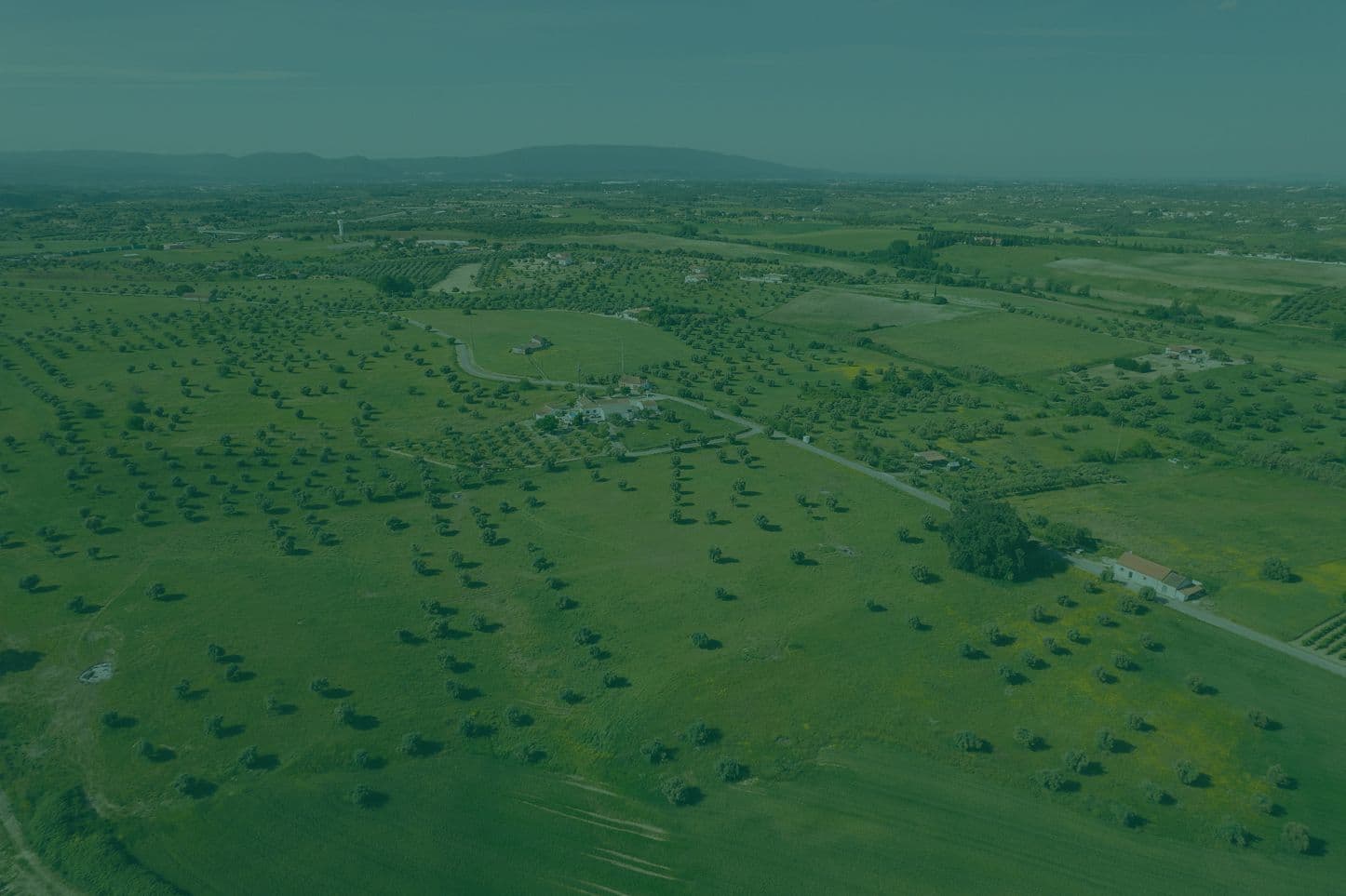 Green field
