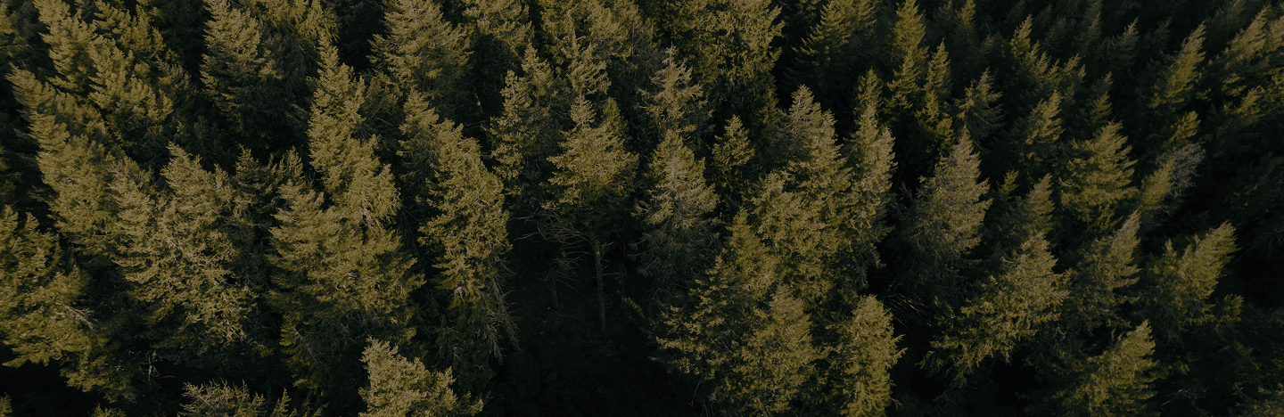 Árvores na floresta