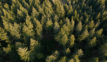 Vista aérea de floresta densa