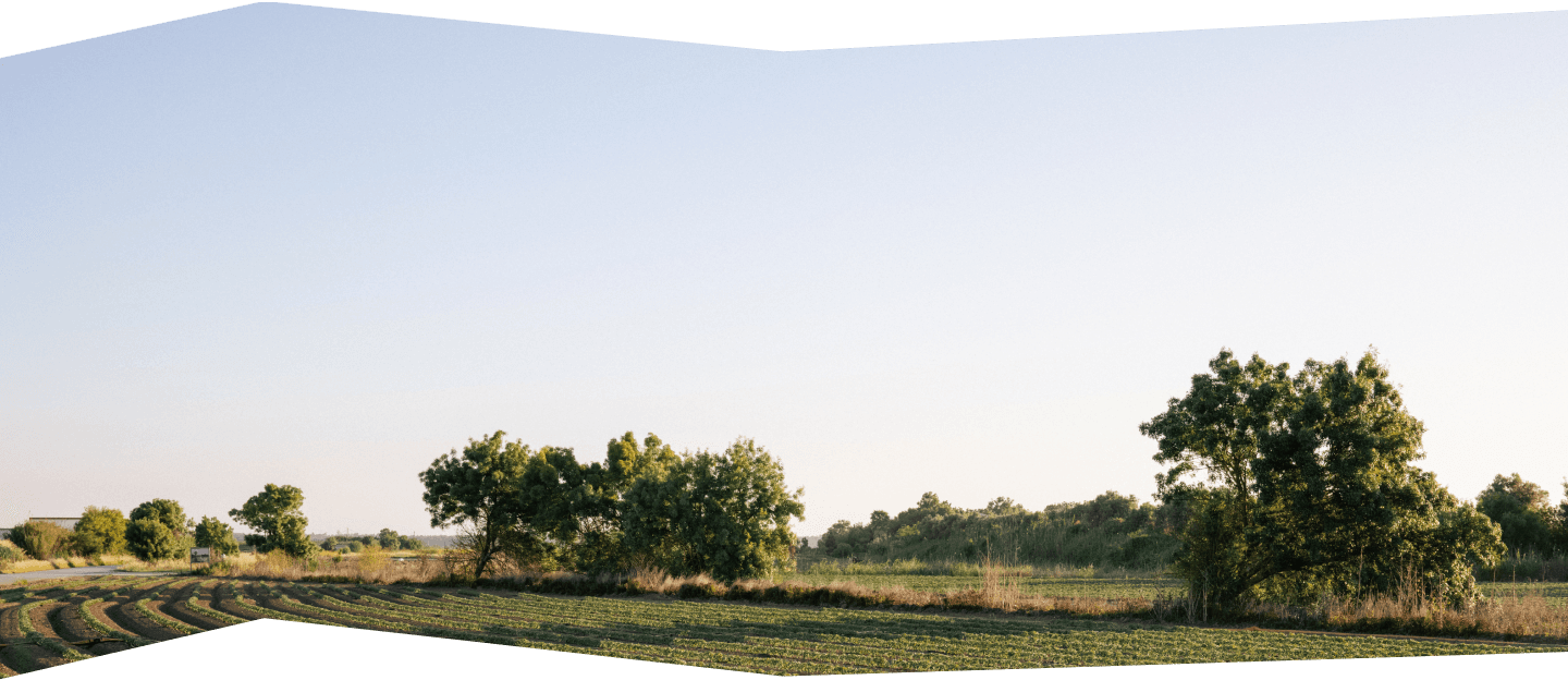 Terreno de cultivo com algumas árvores
